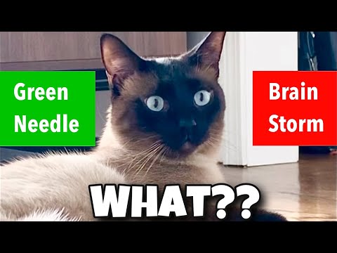 Audio Illusion: Same Sound, Different Words!