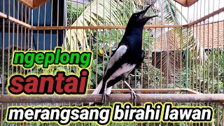 Download lagu suara burung kacer ngeplong merdu sangat ampuh buat pancingan kacer bahan bikin cepat gacor mp3