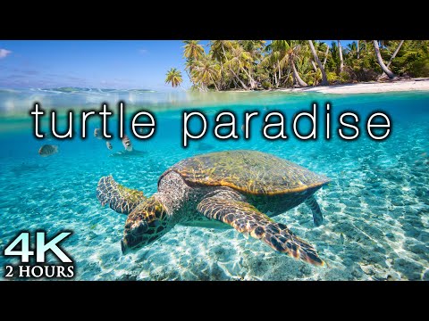 TURTLE PARADISE 4K Undersea Ambient Nature Relaxation Film + Jason Stephenson Meditation Music ????????