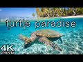 TURTLE PARADISE 4K Undersea Ambient Nature Relaxation Film + Jason Stephenson Meditation Music 🐢🥰