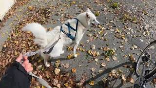 Autumn Inline Skating with my Husky is My Favorite