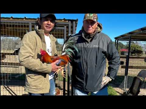 RAPTOR SWEATER | ALBANY || LARRY ROMERO…