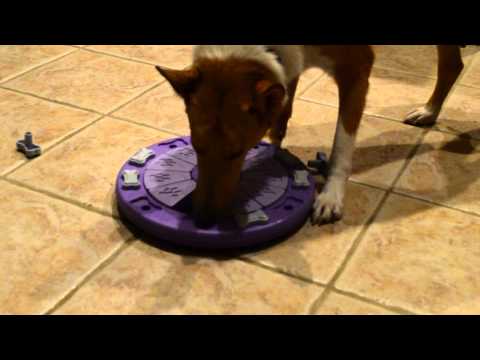 Alani Dog Twister Part 1