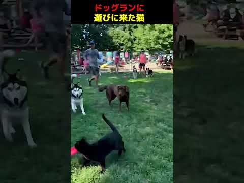 ドッグランに遊びに来た猫