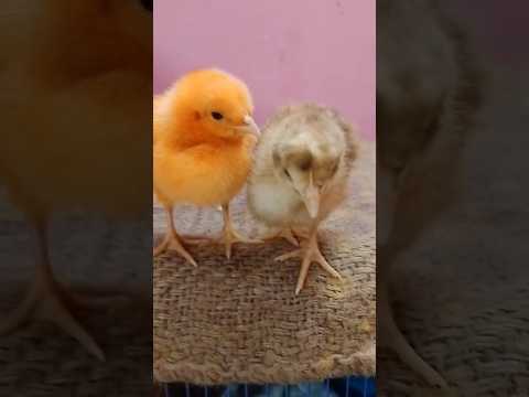 rs 10 ka chuja Chhota se kitna bada ho gaya