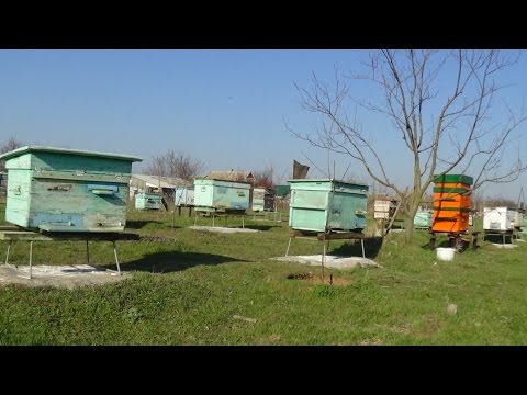 Весенний обзор пасики и пчелы