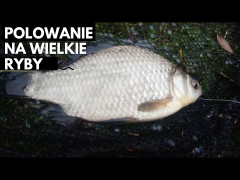 Polowanie Na Wielkie Ryby.lipcowe karasie na spławik.