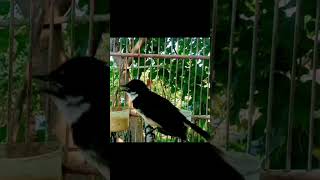 Download lagu merdunya suara burung sikatan kipas#sikatanjawa #merdu #sikatanjawa #shorts mp3 Download lagu merdunya suara burung sikatan kipas#sikatanjawa #merdu #sikatanjawa #shorts mp3
