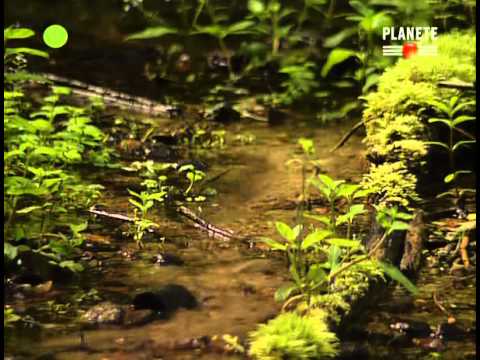 Zielone płuca Polski cz.1