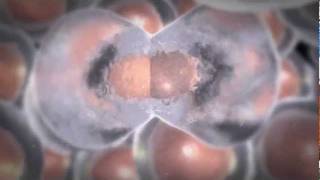 How Cells Divide and How Chemotherapy Works