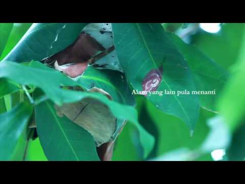 Hijjaz- Pelita Hidup