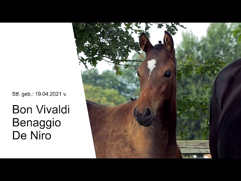 Stf v Bon Vivaldi x Benaggio x De Niro 2021