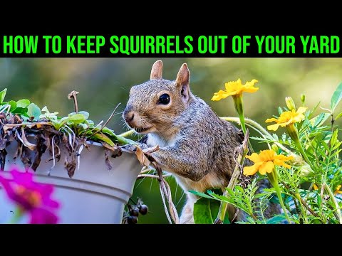 How to Keep Squirrels Out Of Your Yard - (Everything You Need To Know!)
