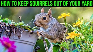 How to Keep Squirrels Out Of Your Yard - (Everything You Need To Know!)