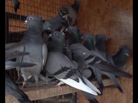 Seniorski vicešampion Opštinskog Saveza Zemun 2021.- Predrag Đorić GSS 53