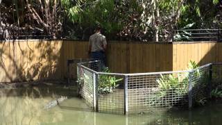 Hartley's Crocodile Adventures Croc Show