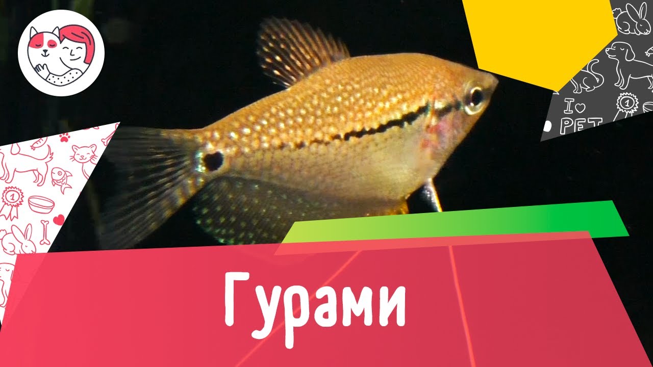 Аквариумная рыбка гурами. Особенности. Уход.
