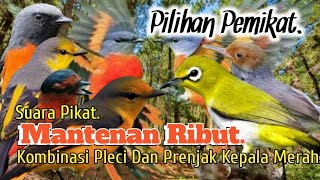 Download lagu SUARA PIKAT BURUNG MANTENAN RIBUT. KOMBINASI PLECI DAN PRENJAK KEPALA MERAH.. mp3