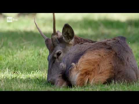 Wild Italy  Cervi  RaiPlay