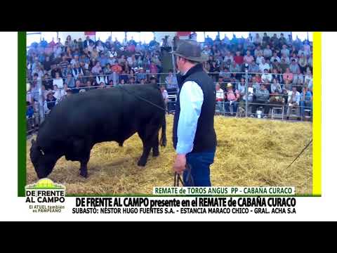 DE FRENTE AL CAMPO junto a CABAÑA CURACO -VIENTRES y TOROS ANGUS PP-