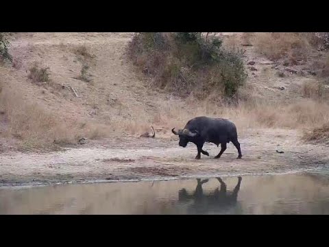 Djuma: Lone African Buffalo - 08:01 - 06/09/20