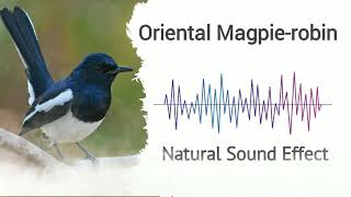 Download lagu Burung Gagak Oriental | Efek Suara Alami mp3