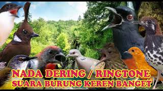 Download lagu KICAUAN PRENJAK KEPALA MERAH NADA DERING||RINGTONE SUARA BURUNG MERDU BANGET NADA DERING JERNIH mp3 Download lagu KICAUAN PRENJAK KEPALA MERAH NADA DERING||RINGTONE SUARA BURUNG MERDU BANGET NADA DERING JERNIH mp3