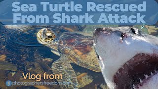 Sea Turtle Rescued From Shark Attack - Photographer's Freedom Vlog