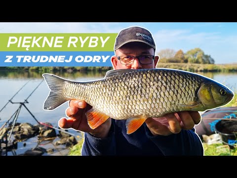 353 PIĘKNE RYBY Z TRUDNEJ ODRY 🌞