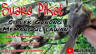 Download lagu Suara Pikat Ciblek Gunung Jantan Emosi Mencari Lawan mp3 Download lagu Suara Pikat Ciblek Gunung Jantan Emosi Mencari Lawan mp3