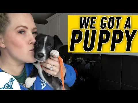 EVERYTHING You Need For Puppy Training Success!