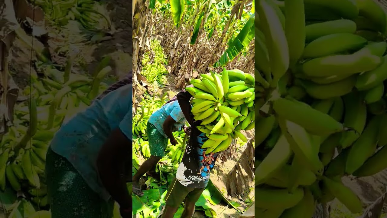 ❤️‍🩹💯💪🏻 #vivasayaarvalargal #vairalvideo #vazhai #millionviews #shortvideo #8millionviews