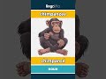 chimpanzee - chimpancé video thumbnail