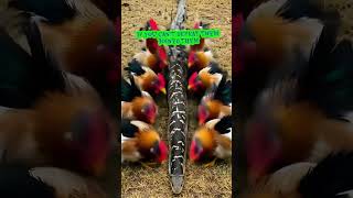 Download lagu nokhas sya #yt mp3 Download lagu nokhas sya #yt mp3