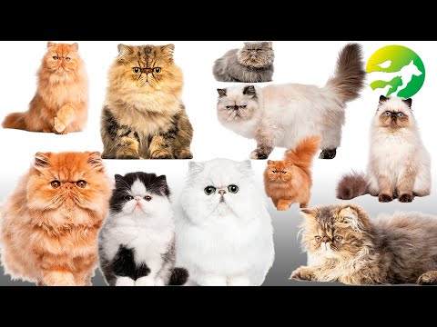 Learn The Persian Cat Classification - Characteristics of Animals