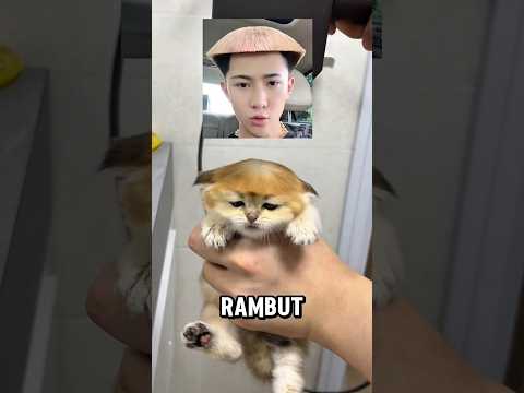 Majikan usilin Pepew karena rusuh 🤣 #kucing #kucinglucu #catshorts