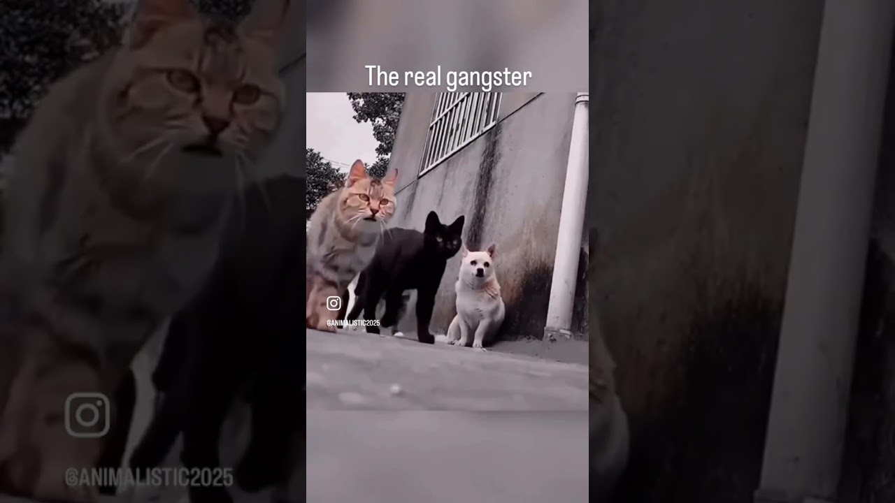 Cats are Gangsta 🐱