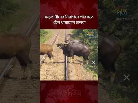 বন্যপ্রাণীদের নিরাপদে পার হতে ট্রেন থামালেন চালক l Train Driver Stops Train l Deepto NEWS