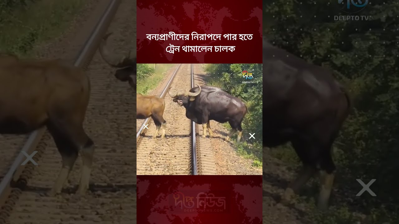 বন্যপ্রাণীদের নিরাপদে পার হতে ট্রেন থামালেন চালক l Train Driver Stops Train l Deepto NEWS