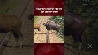 বন্যপ্রাণীদের নিরাপদে পার হতে ট্রেন থামালেন চালক l Train Driver Stops Train l Deepto NEWS