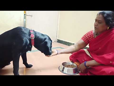 மாயா ku அம்மா தான் ஊட்டி விடணும் ❤️ | @MaaraMaayaTheLabradors