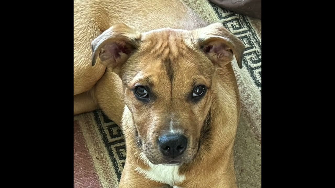 Enlarge Tyson, a Adoptable mixed breed in North Jackson, OH video 4/5