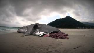Megalodon boat attack south africa 2020