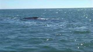 preview picture of video 'Grey Whale Watching - Baja California -Laguna Ojo de Liebre  Guerrero Negro, Mexico'