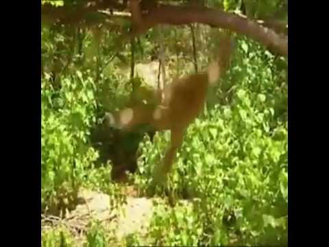 Spiderman version Bouboukalakala👍( Musique Florida😊)😊