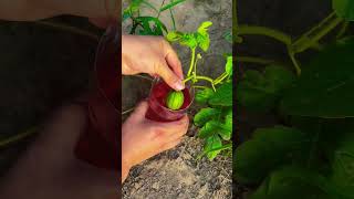 Download lagu remove fungus and insects from young watermelon #shorts mp3