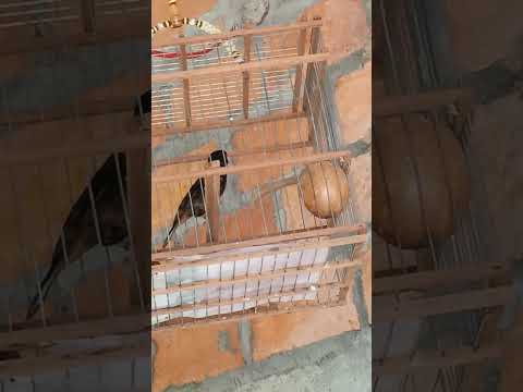congo pio pio Barrancabermeja Santander #aves #animals