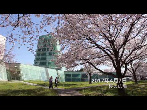 電気電子通信工学科 [NIT]　2017年春 さくらプラザ　Cherry blossoms in NIT in April 2017