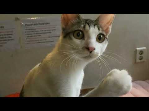 I$EP ROCKO - PECEL LELE