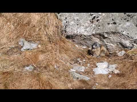 #tatryodręki – Świstaki